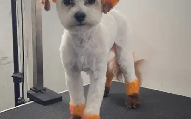 Hall of Fame Pet care in Milwaukee, WI