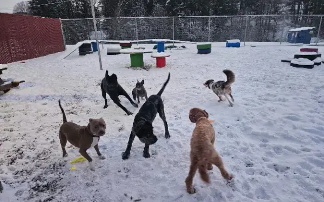 Reznor's Retreat Doggie Daycare, Boarding & Grooming in Fairmont, WV