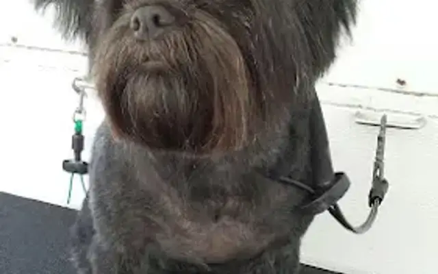 Pawsitive Pet Spa Mobile Dog & Cat Grooming in Vista, CA