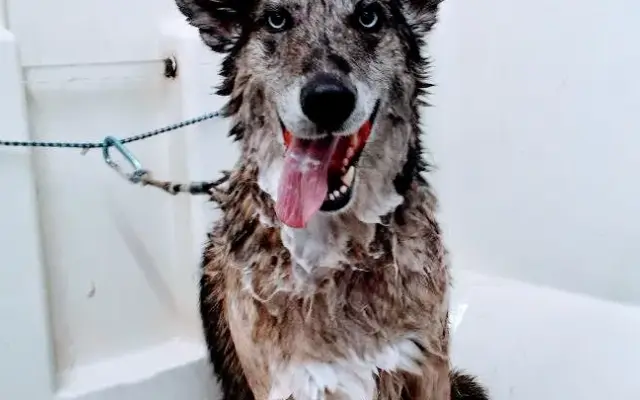 El Cajon Dog Wash and Grooming Salon in El Cajon, CA