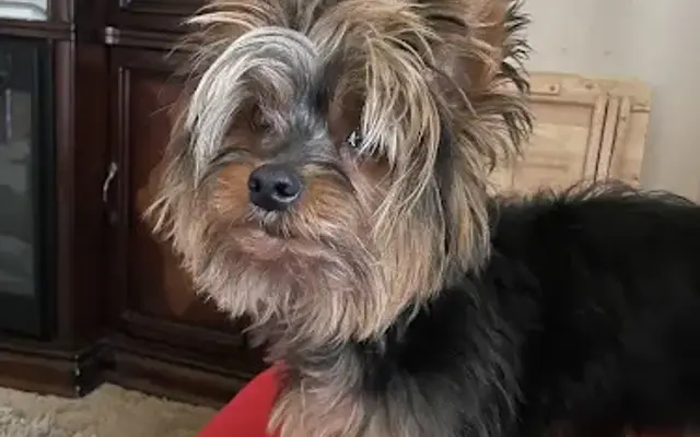 Punky Pawz Pet Grooming LLC in North Tonawanda, NY