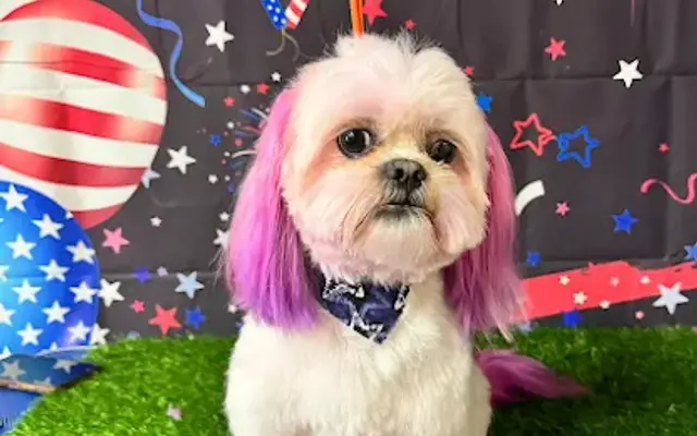 The Dog House Grooming in Tulare, CA