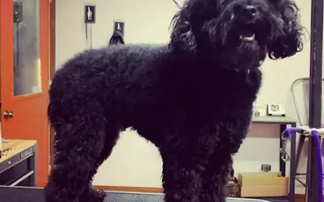 Muddy Paw Spa in Rossville, IN
