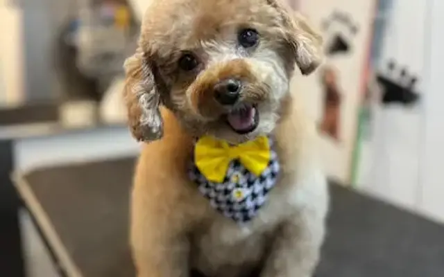 Golden Paws Mobile Spa in North Hollywood, CA