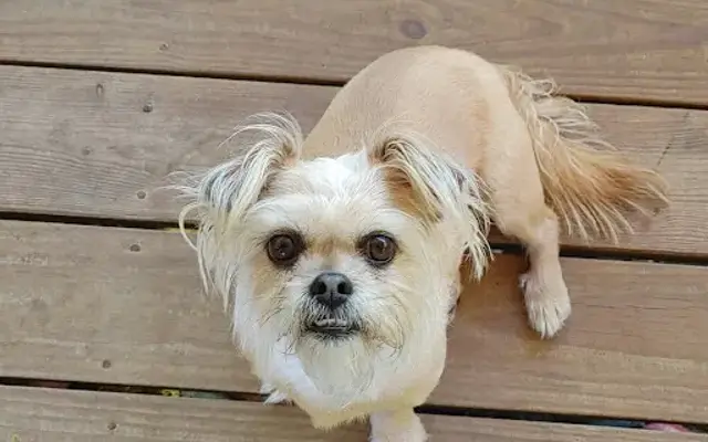 Silver Clipper Pet Grooming & Boarding in Elizabethton, TN