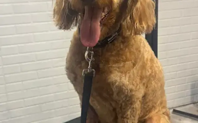 WAGS Grooming in Davenport, IA