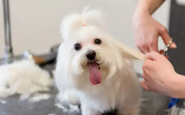 Dog Grooming Pasadena in Altadena, CA