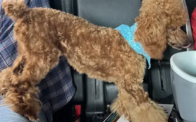 Diva Dog Pet Grooming in Monett, MO