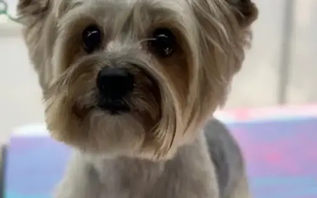 Teddy & Co. | Mobile Pet Spaw in Richmond, TX