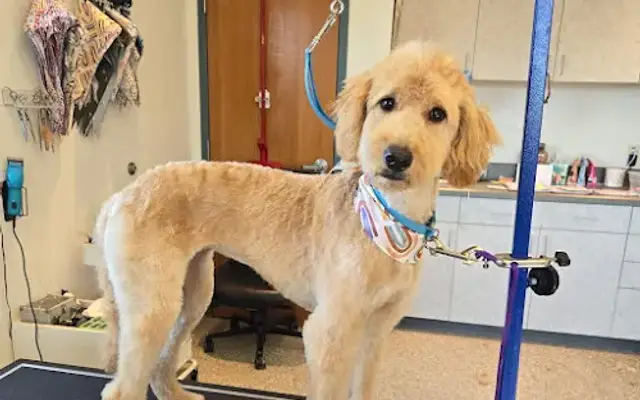 Get Fluffed pet grooming in Galesburg, MI