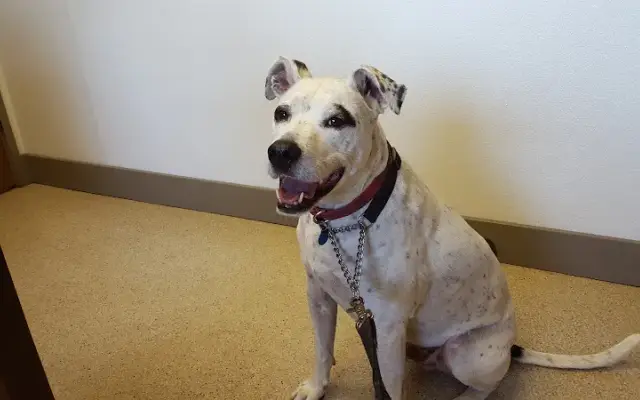 VCA Snohomish Animal Hospital in Snohomish, WA