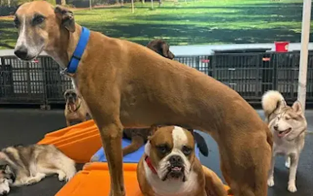 Dogtopia of Sacramento Nimbus Winery in Rancho Cordova, CA
