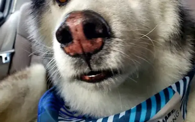 PetSmart Grooming in Onalaska, WI