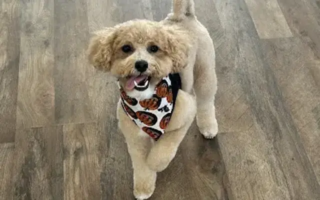 Groovy Grooms Pet Spa in Austin, TX