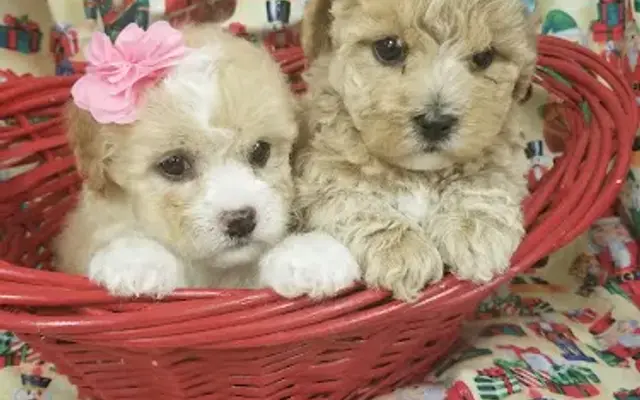 Norwalk Pet Grooming Inc. in Norwalk, CA