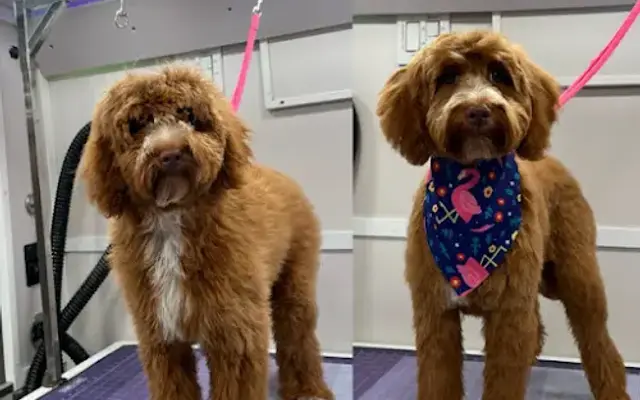 King of Tails Mobile Grooming in Katy, TX