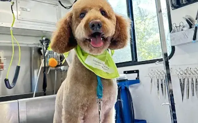 LUCKY PUP Mobile Dog Grooming in Charlotte, NC