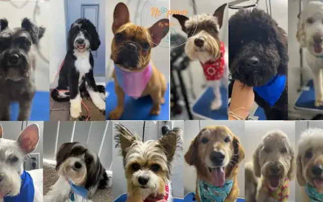 Nc paws by Milianne in Davenport, FL