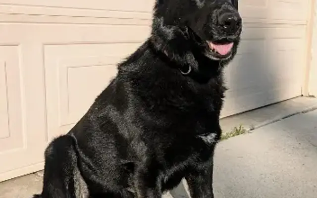 Mutt Mommas Mobile Dog Wash in Deer Park, WA