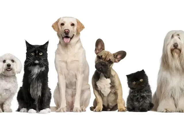 Affordable Animal Hospital Whittier in Whittier, CA