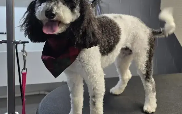 Sesshin Grooming and Spa in Baroda, MI