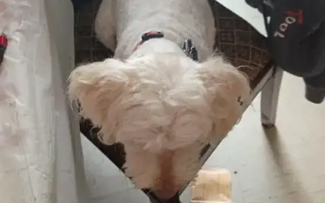 Country Pups Grooming Salon LLC in Picayune, MS
