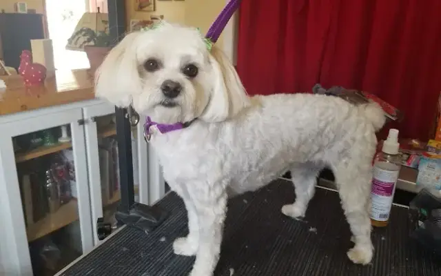 Beauty for Ashes Pet Grooming in Richmond, VA