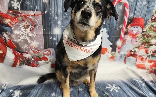 Impeccable Pooch in Banner Elk, NC