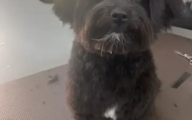 Wags To Whiskers Mobile Grooming LLC in Fort Myers, FL