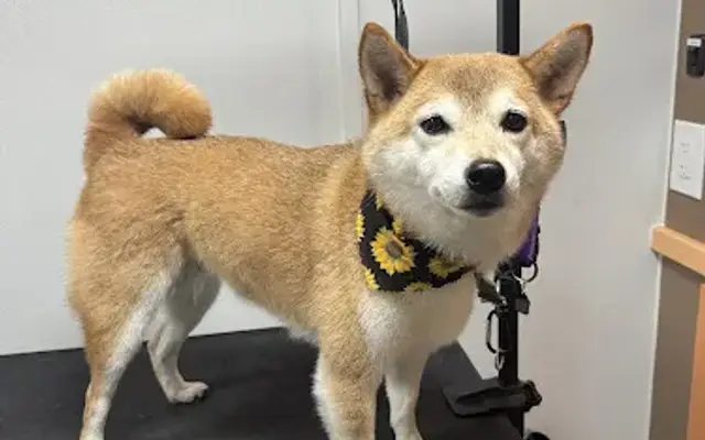 Lickity Split Pet Grooming in Port Orchard, WA