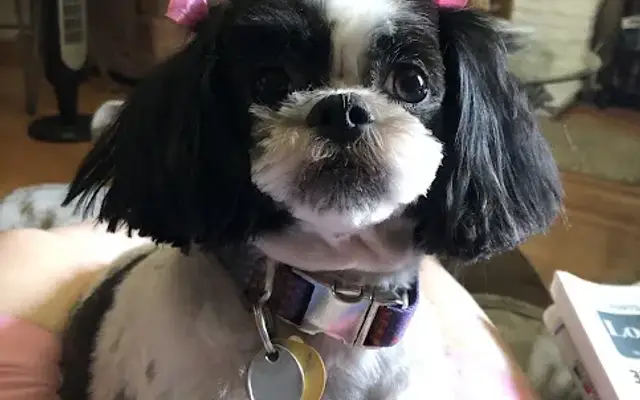 Peggy's Grooming in Lodi, CA