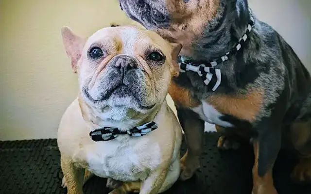 Paw-Pup Grooming in Redlands, CA