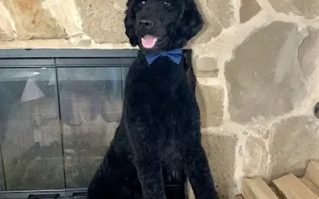 Mitch's Groomery in Celina, TX