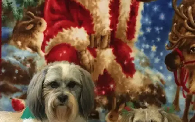 BATH AND BOWS PET SERVICES in Purvis, MS