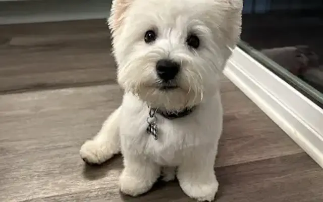 Cut 'n Cuddle Dog Grooming in Crystal Lake, IL