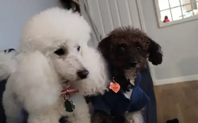 DOODLES DOG GROOMING in Saratoga Springs, NY
