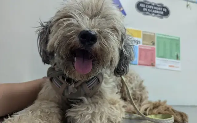 Southeast Pet Hospital in Whittier, CA