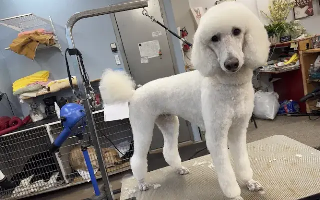 Rosies Grooming in Amenia, NY
