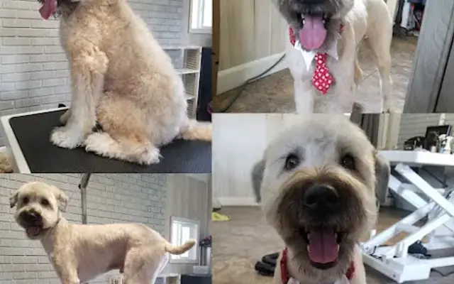 Crystal's Grooming Spot in Beaufort, SC