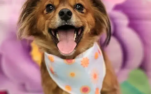 Smoochie Pooch in Dunedin, FL