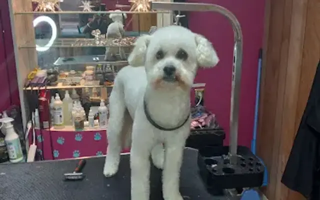 Clip & Tails Pet Grooming LLC in Gaffney, SC