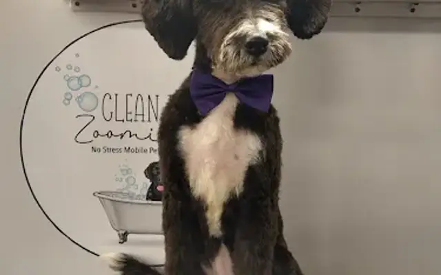 Clean Paws & Zoomies in Edwardsville, IL