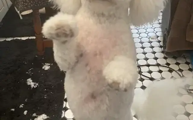 Average Jen’s house call dog grooming in Sarasota, FL