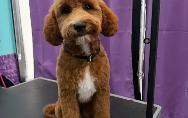 Soggy Doggy Grooming LLC in Cave Creek, AZ
