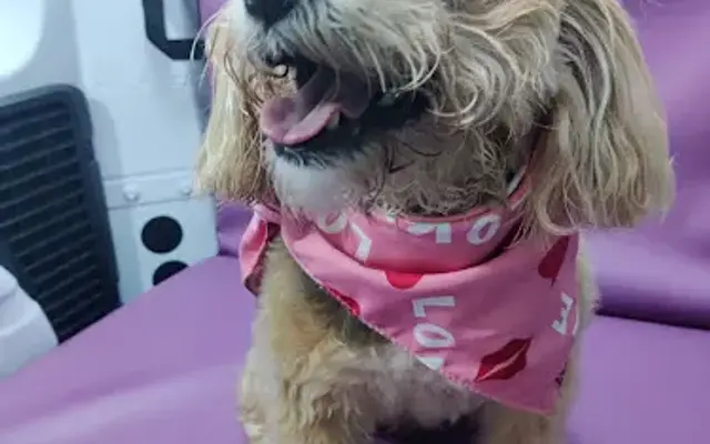 BrightnShine pet dental in Coconut Creek, FL