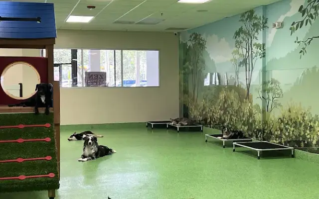 Zen Canine Club in Miami Lakes, FL