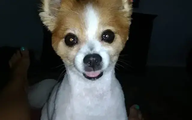 Society Pet Spa in St. Augustine, FL