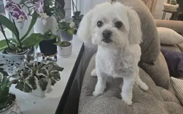 Greet & Treat Dog Grooming Services in Goshen, IN