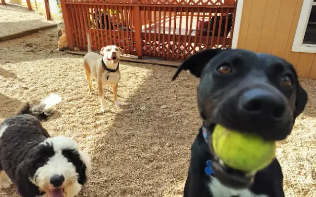 XoXo Doggy Hotel and Daycare in San Antonio, TX