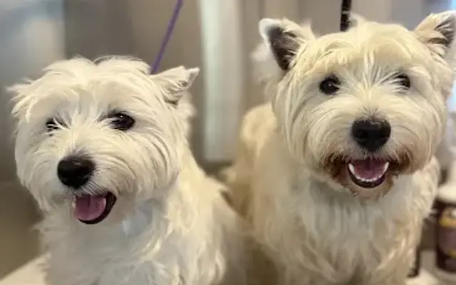 KP's Good Baby Dog Spa in Millerton, NY